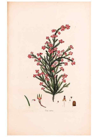Reproducción/Reproduction 40874058453: Coloured engravings of heaths :. London :Published by the Author. Printed by T. Bensley,1802-09 [1830?]. 