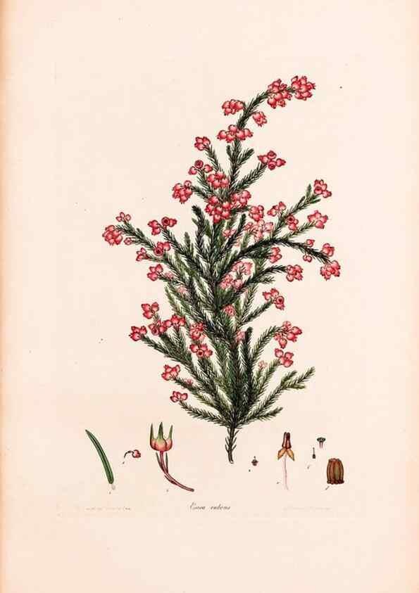 Reproducción/Reproduction 40874058453: Coloured engravings of heaths :. London :Published by the Author. Printed by T. Bensley,1802-09 [1830?]. 
