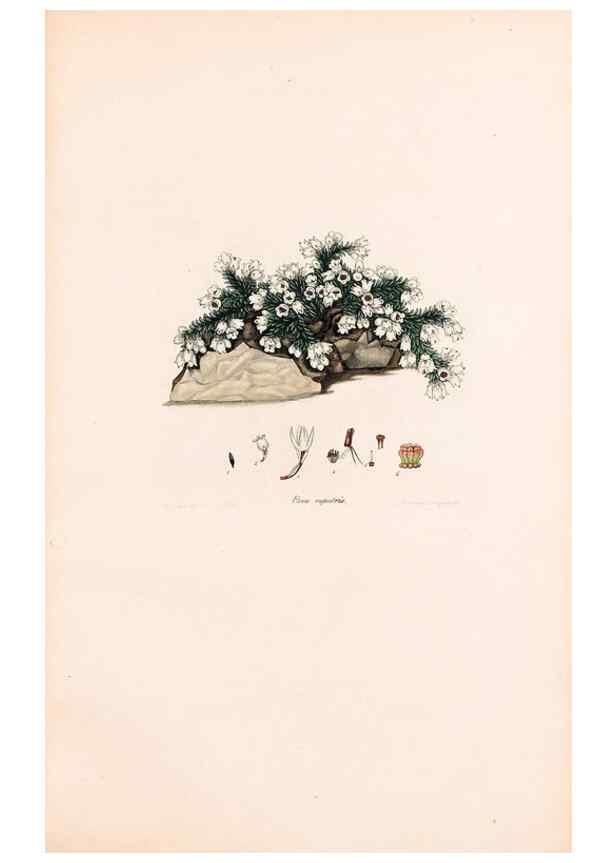 Reproducción/Reproduction 47788655642: Coloured engravings of heaths :. London :Published by the Author. Printed by T. Bensley,1802-09 [1830?]. 