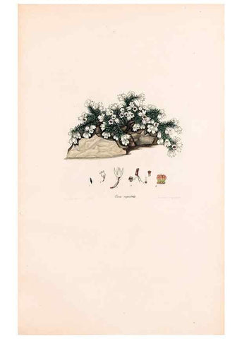 Reproducción/Reproduction 47788655642: Coloured engravings of heaths :. London :Published by the Author. Printed by T. Bensley,1802-09 [1830?]. 