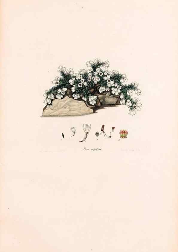 Reproducción/Reproduction 47788655642: Coloured engravings of heaths :. London :Published by the Author. Printed by T. Bensley,1802-09 [1830?]. 