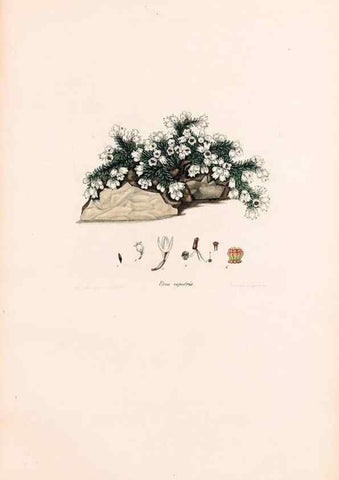 Reproducción/Reproduction 47788655642: Coloured engravings of heaths :. London :Published by the Author. Printed by T. Bensley,1802-09 [1830?]. 