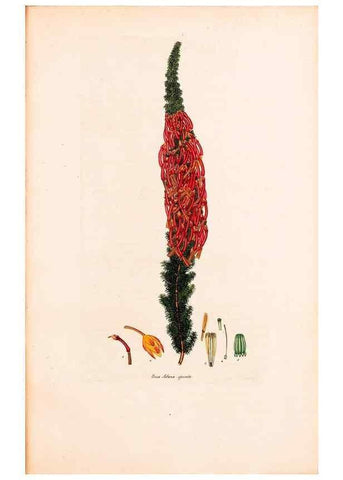 Reproducción/Reproduction 46924470835: Coloured engravings of heaths :. London :Published by the Author. Printed by T. Bensley,1802-09 [1830?]. 