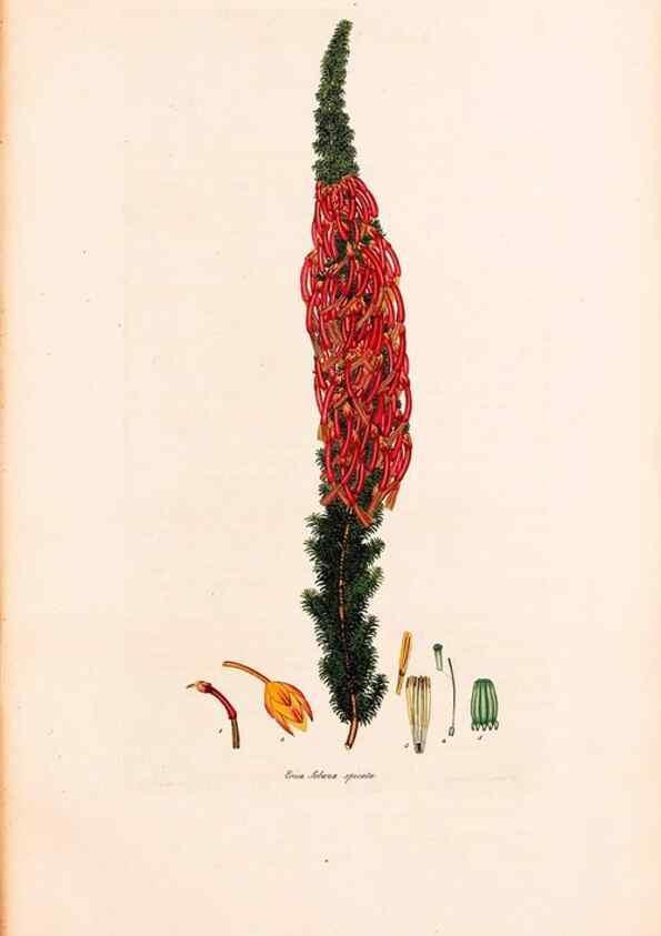 Reproducción/Reproduction 46924470835: Coloured engravings of heaths :. London :Published by the Author. Printed by T. Bensley,1802-09 [1830?]. 