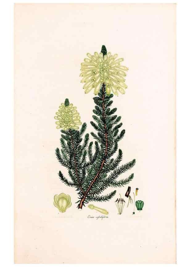 Reproducción/Reproduction 47788657122: Coloured engravings of heaths :. London :Published by the Author. Printed by T. Bensley,1802-09 [1830?]. 