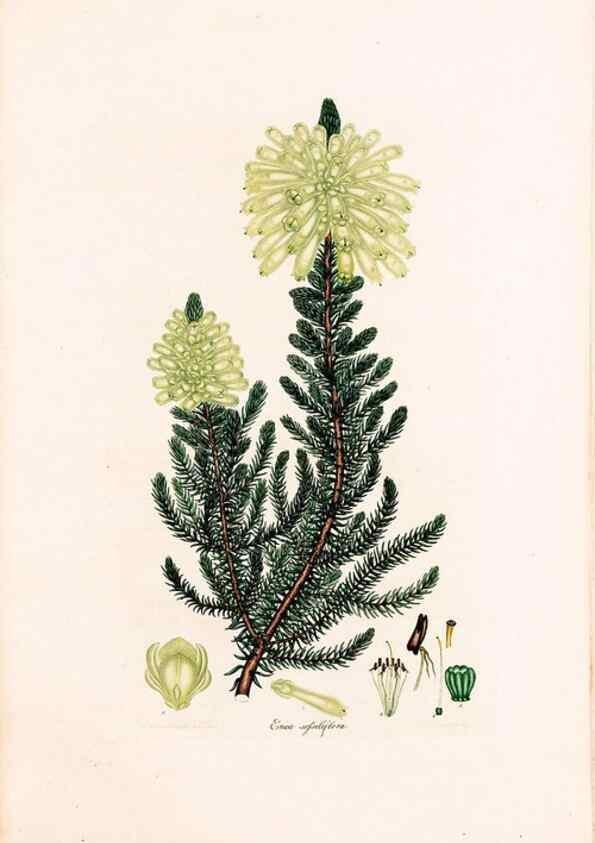 Reproducción/Reproduction 47788657122: Coloured engravings of heaths :. London :Published by the Author. Printed by T. Bensley,1802-09 [1830?]. 