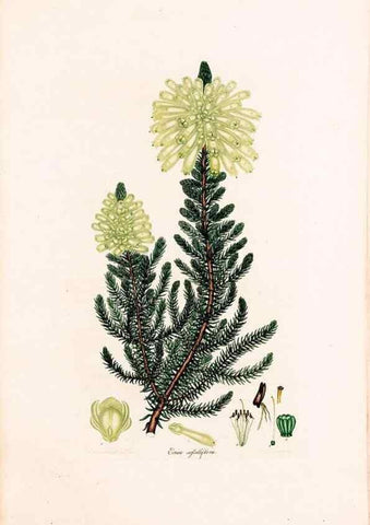 Reproducción/Reproduction 47788657122: Coloured engravings of heaths :. London :Published by the Author. Printed by T. Bensley,1802-09 [1830?]. 