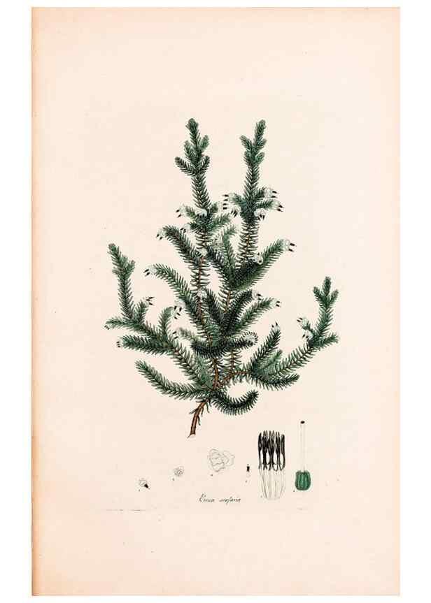 Reproducción/Reproduction 47788657932: Coloured engravings of heaths :. London :Published by the Author. Printed by T. Bensley,1802-09 [1830?]. 