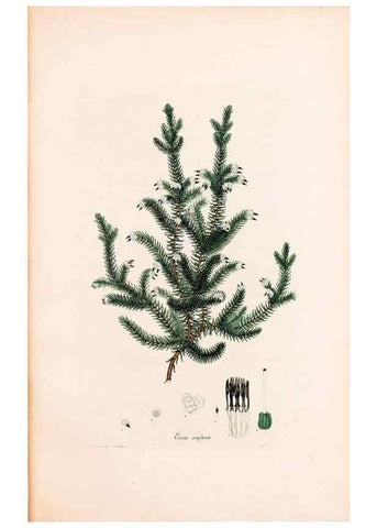 Reproducción/Reproduction 47788657932: Coloured engravings of heaths :. London :Published by the Author. Printed by T. Bensley,1802-09 [1830?]. 