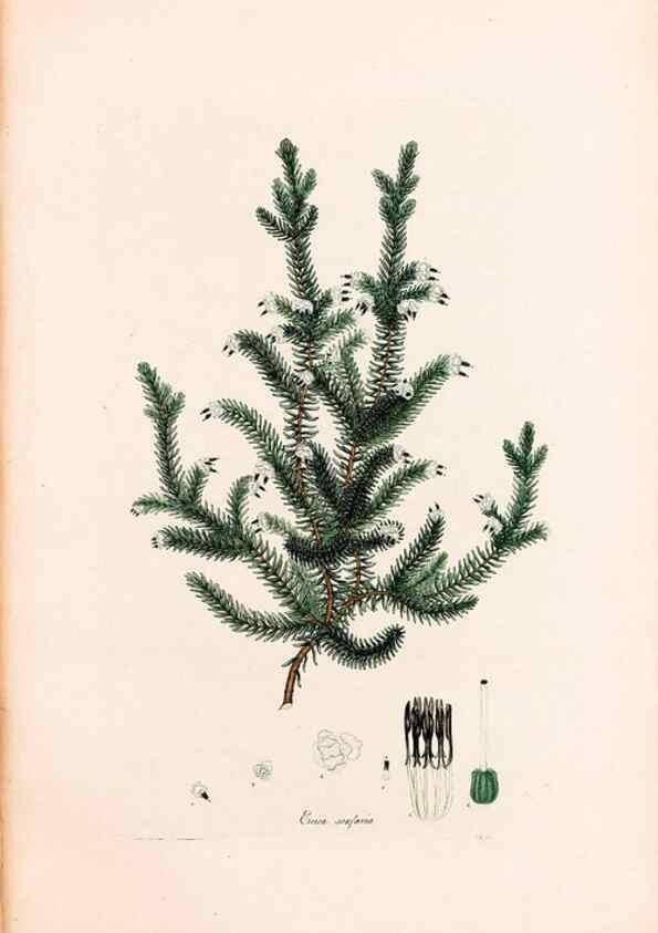 Reproducción/Reproduction 47788657932: Coloured engravings of heaths :. London :Published by the Author. Printed by T. Bensley,1802-09 [1830?]. 