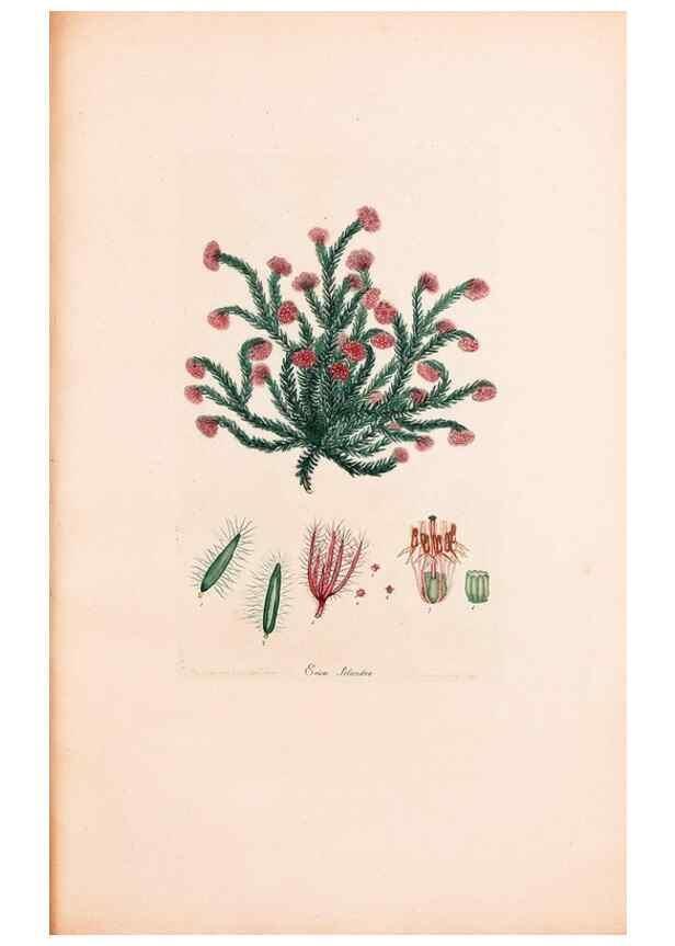 Reproducción/Reproduction 47051234604: Coloured engravings of heaths :. London :Published by the Author. Printed by T. Bensley,1802-09 [1830?]. 