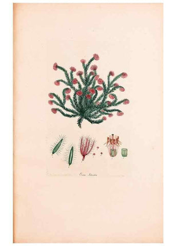 Reproducción/Reproduction 47051234604: Coloured engravings of heaths :. London :Published by the Author. Printed by T. Bensley,1802-09 [1830?]. 