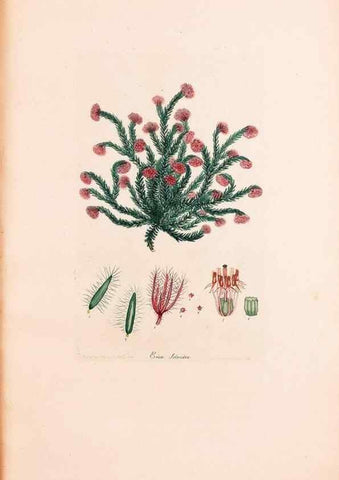 Reproducción/Reproduction 47051234604: Coloured engravings of heaths :. London :Published by the Author. Printed by T. Bensley,1802-09 [1830?]. 
