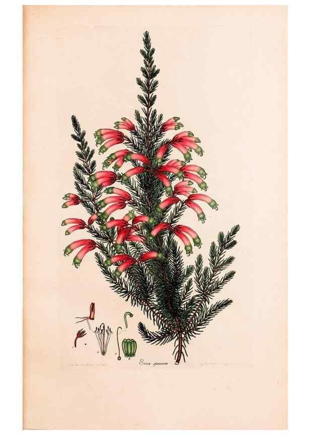 Reproducción/Reproduction 47840806901: Coloured engravings of heaths :. London :Published by the Author. Printed by T. Bensley,1802-09 [1830?]. 