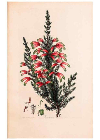 Reproducción/Reproduction 47840806901: Coloured engravings of heaths :. London :Published by the Author. Printed by T. Bensley,1802-09 [1830?]. 