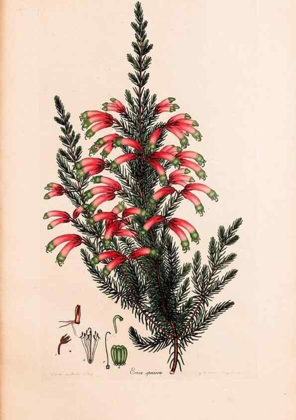 Reproducción/Reproduction 47840806901: Coloured engravings of heaths :. London :Published by the Author. Printed by T. Bensley,1802-09 [1830?]. 