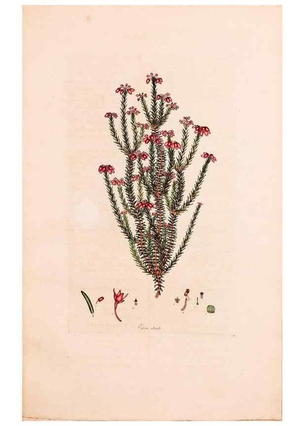 Reproducción/Reproduction 33963452768: Coloured engravings of heaths :. London :Published by the Author. Printed by T. Bensley,1802-09 [1830?]. 