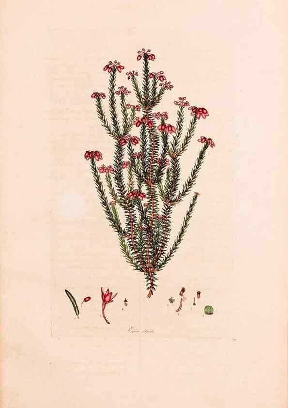 Reproducción/Reproduction 33963452768: Coloured engravings of heaths :. London :Published by the Author. Printed by T. Bensley,1802-09 [1830?]. 