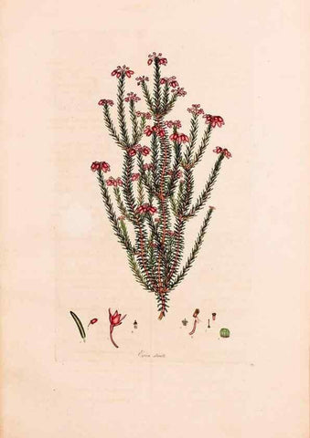 Reproducción/Reproduction 33963452768: Coloured engravings of heaths :. London :Published by the Author. Printed by T. Bensley,1802-09 [1830?]. 
