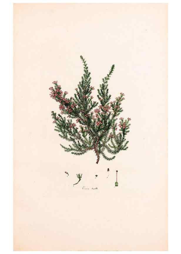 Reproducción/Reproduction 47788661322: Coloured engravings of heaths :. London :Published by the Author. Printed by T. Bensley,1802-09 [1830?]. 