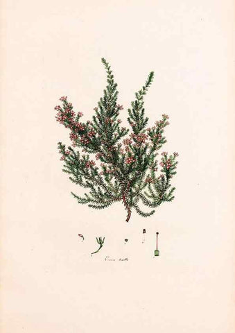 Reproducción/Reproduction 47788661322: Coloured engravings of heaths :. London :Published by the Author. Printed by T. Bensley,1802-09 [1830?]. 