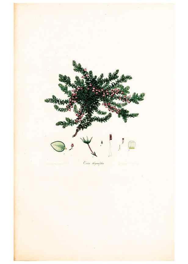 Reproducción/Reproduction 33963453178: Coloured engravings of heaths :. London :Published by the Author. Printed by T. Bensley,1802-09 [1830?]. 