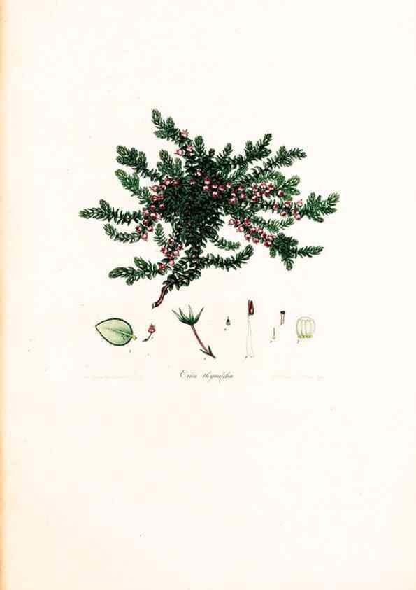 Reproducción/Reproduction 33963453178: Coloured engravings of heaths :. London :Published by the Author. Printed by T. Bensley,1802-09 [1830?]. 