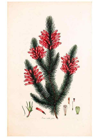 Reproducción/Reproduction 47051238204: Coloured engravings of heaths :. London :Published by the Author. Printed by T. Bensley,1802-09 [1830?]. 