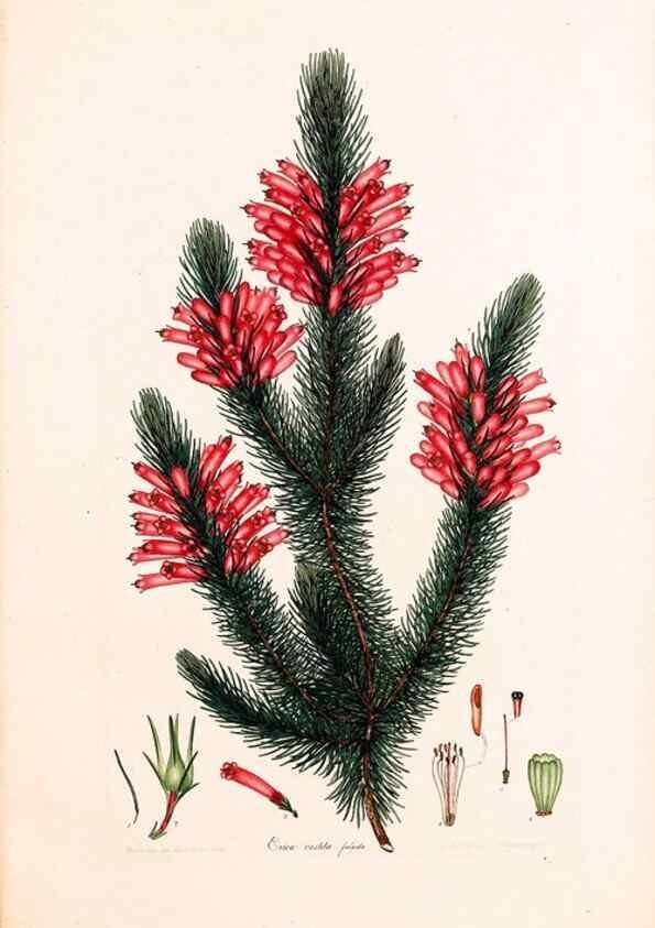 Reproducción/Reproduction 47051238204: Coloured engravings of heaths :. London :Published by the Author. Printed by T. Bensley,1802-09 [1830?]. 
