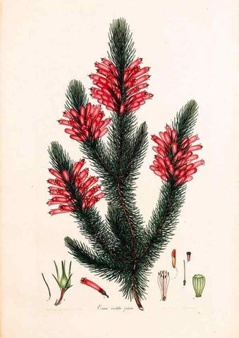 Reproducción/Reproduction 47051238204: Coloured engravings of heaths :. London :Published by the Author. Printed by T. Bensley,1802-09 [1830?]. 