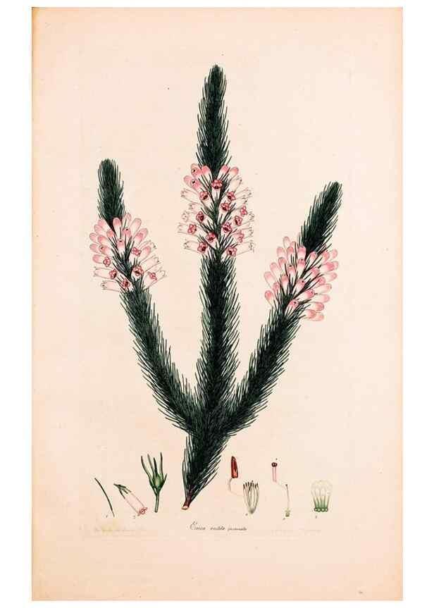 Reproducción/Reproduction 47788663022: Coloured engravings of heaths :. London :Published by the Author. Printed by T. Bensley,1802-09 [1830?]. 