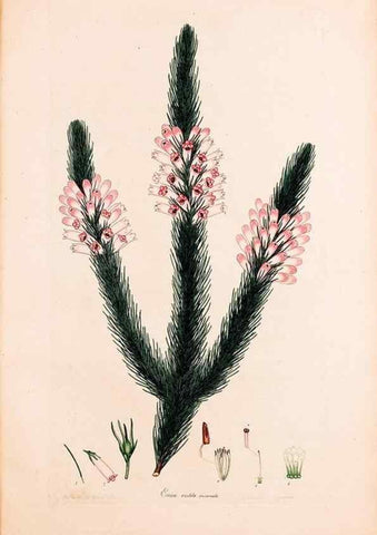 Reproducción/Reproduction 47788663022: Coloured engravings of heaths :. London :Published by the Author. Printed by T. Bensley,1802-09 [1830?]. 