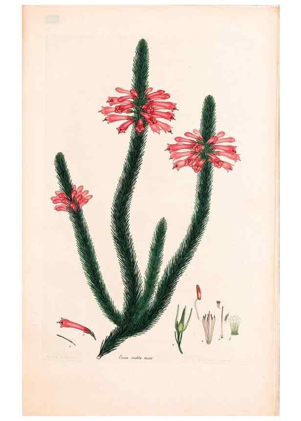 Reproducción/Reproduction 47840810491: Coloured engravings of heaths :. London :Published by the Author. Printed by T. Bensley,1802-09 [1830?]. 