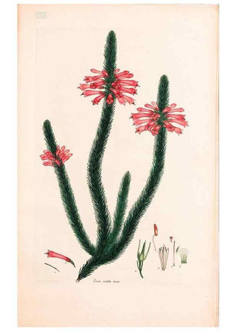 Reproducción/Reproduction 47840810491: Coloured engravings of heaths :. London :Published by the Author. Printed by T. Bensley,1802-09 [1830?]. 