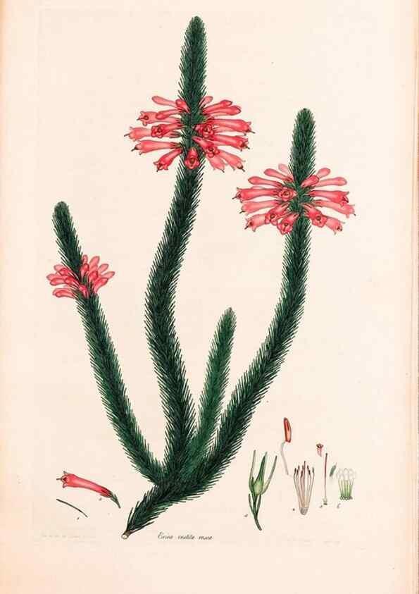 Reproducción/Reproduction 47840810491: Coloured engravings of heaths :. London :Published by the Author. Printed by T. Bensley,1802-09 [1830?]. 