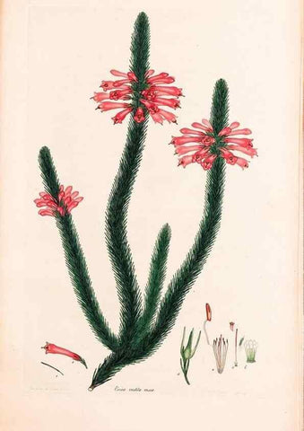 Reproducción/Reproduction 47840810491: Coloured engravings of heaths :. London :Published by the Author. Printed by T. Bensley,1802-09 [1830?]. 
