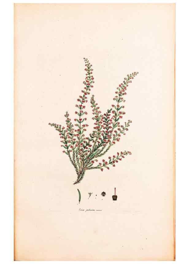 Reproducción/Reproduction 47788652262: Coloured engravings of heaths :. London :Published by the Author. Printed by T. Bensley,1802-09 [1830?]. 