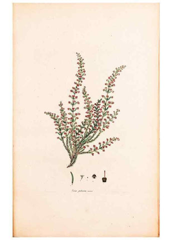 Reproducción/Reproduction 47788652262: Coloured engravings of heaths :. London :Published by the Author. Printed by T. Bensley,1802-09 [1830?]. 