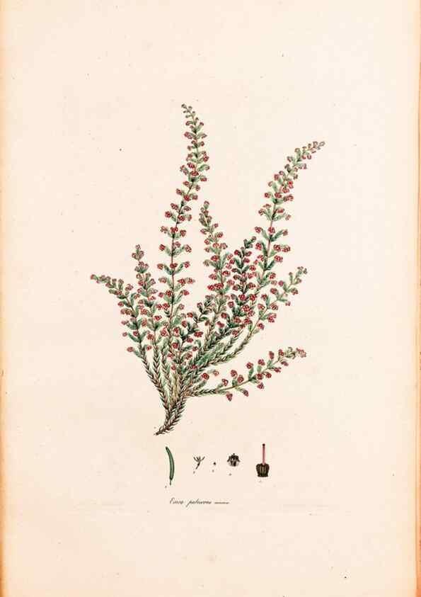 Reproducción/Reproduction 47788652262: Coloured engravings of heaths :. London :Published by the Author. Printed by T. Bensley,1802-09 [1830?]. 