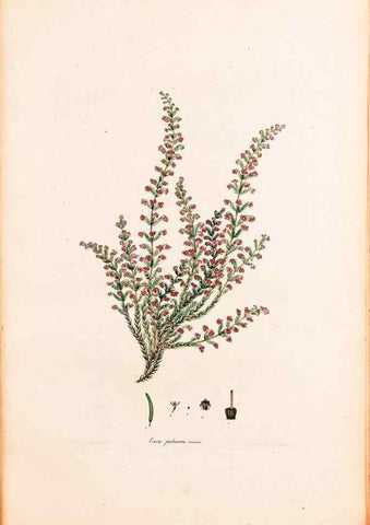 Reproducción/Reproduction 47788652262: Coloured engravings of heaths :. London :Published by the Author. Printed by T. Bensley,1802-09 [1830?]. 