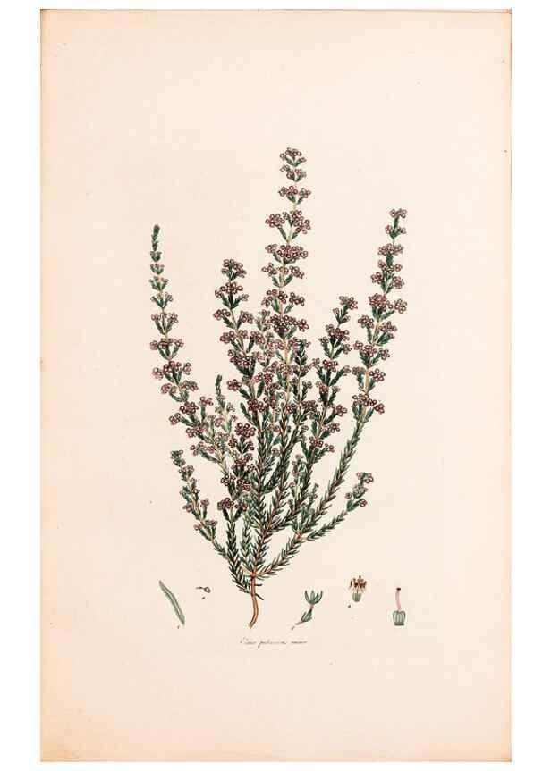 Reproducción/Reproduction 47788651422: Coloured engravings of heaths :. London :Published by the Author. Printed by T. Bensley,1802-09 [1830?]. 