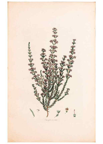Reproducción/Reproduction 47788651422: Coloured engravings of heaths :. London :Published by the Author. Printed by T. Bensley,1802-09 [1830?]. 