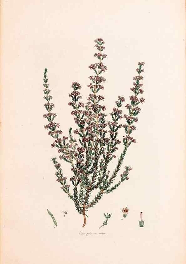 Reproducción/Reproduction 47788651422: Coloured engravings of heaths :. London :Published by the Author. Printed by T. Bensley,1802-09 [1830?]. 