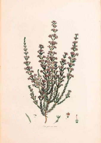 Reproducción/Reproduction 47788651422: Coloured engravings of heaths :. London :Published by the Author. Printed by T. Bensley,1802-09 [1830?]. 