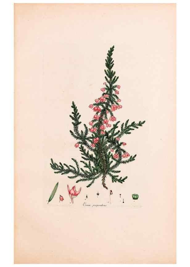 Reproducción/Reproduction 33963449688: Coloured engravings of heaths :. London :Published by the Author. Printed by T. Bensley,1802-09 [1830?]. 