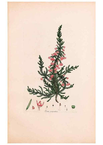 Reproducción/Reproduction 33963449688: Coloured engravings of heaths :. London :Published by the Author. Printed by T. Bensley,1802-09 [1830?]. 