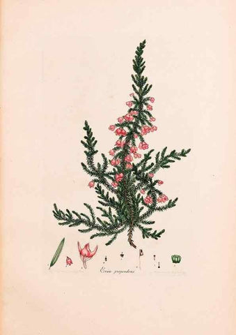 Reproducción/Reproduction 33963449688: Coloured engravings of heaths :. London :Published by the Author. Printed by T. Bensley,1802-09 [1830?]. 