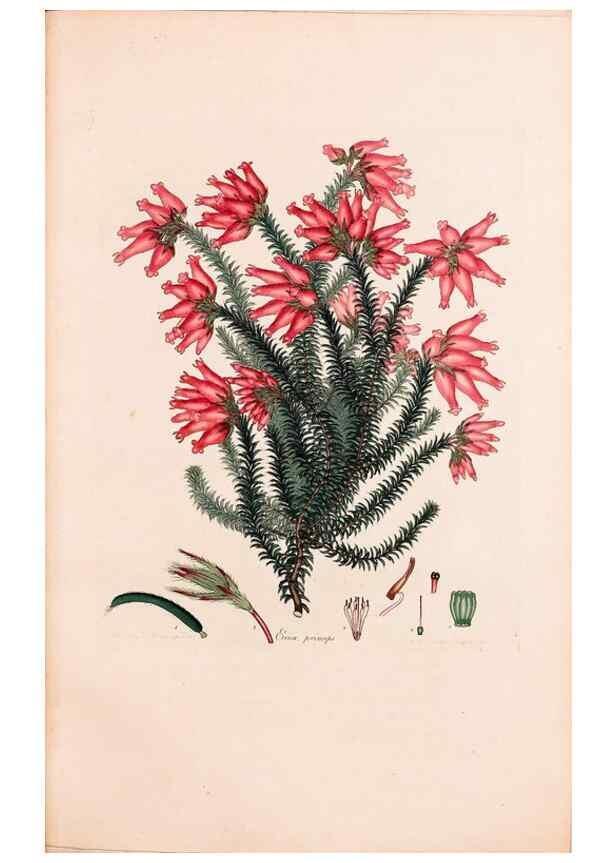 Reproducción/Reproduction 33963449328: Coloured engravings of heaths :. London :Published by the Author. Printed by T. Bensley,1802-09 [1830?]. 