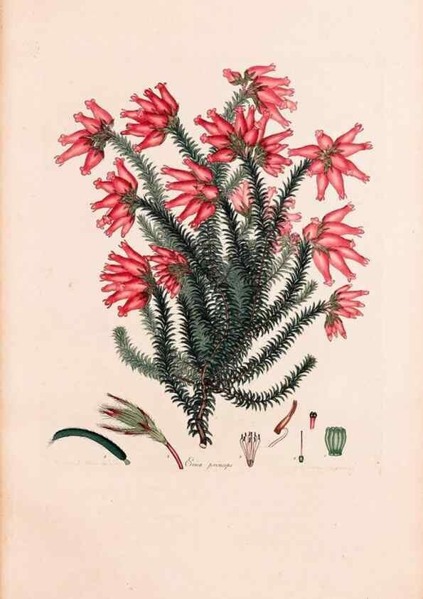 Reproducción/Reproduction 33963449328: Coloured engravings of heaths :. London :Published by the Author. Printed by T. Bensley,1802-09 [1830?]. 