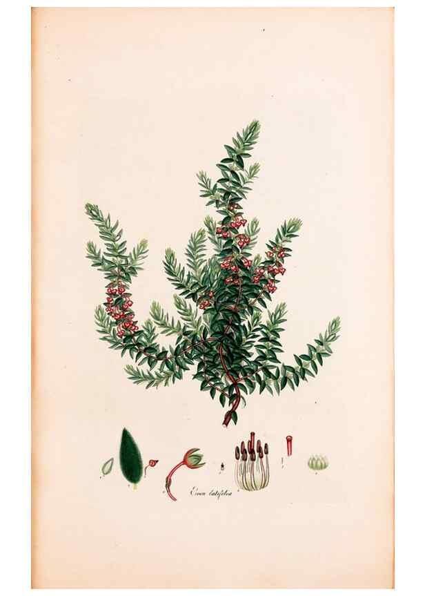 Reproducción/Reproduction 40874052773: Coloured engravings of heaths :. London :Published by the Author. Printed by T. Bensley,1802-09 [1830?]. 